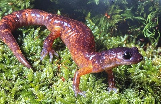 Salamander