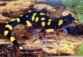 Salamander