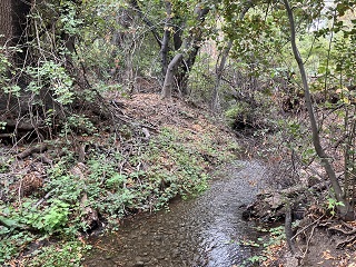Woodland habitat